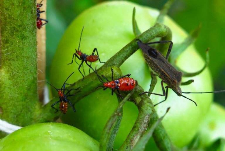 5 Poisons to Exterminate Pests