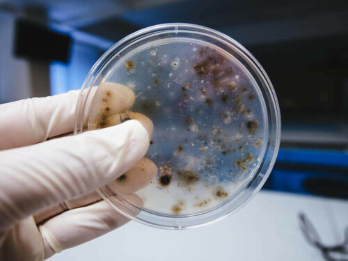 A petri dish with some mold.