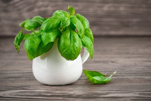 Basil in a coffee cup.