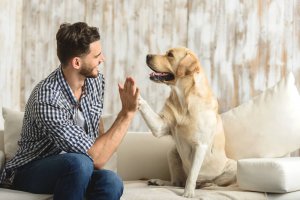 Benefits of Having a Pet at Home