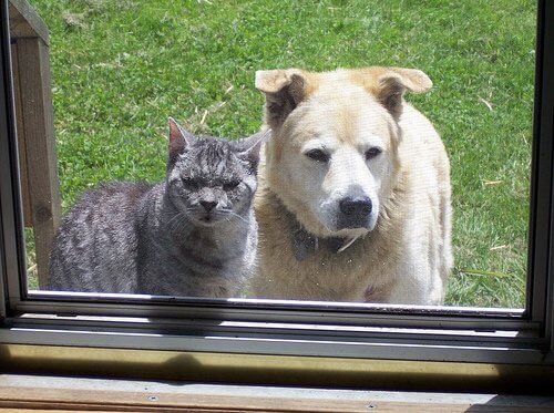 Cat and dog