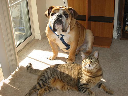 English Bulldog and cat