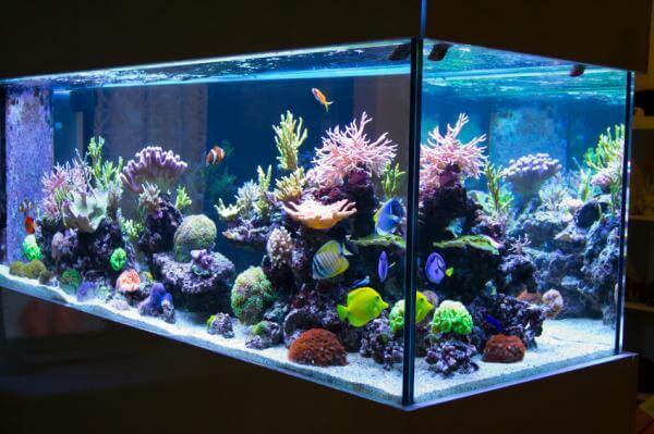 Large and vibrant aquarium
