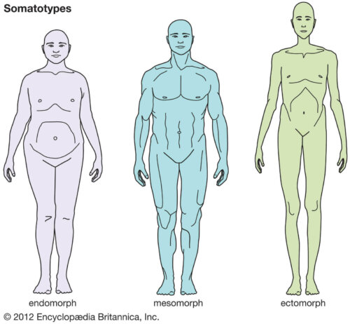 Some different body shapes and their ideal diet.