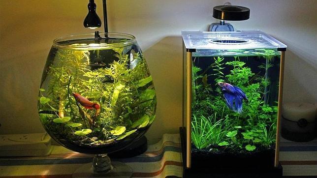The Best Way to Clean an Aquarium