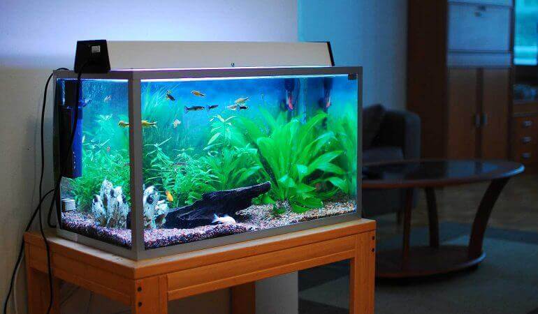 What do you need to clean an aquarium