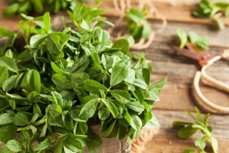 Fenugreek