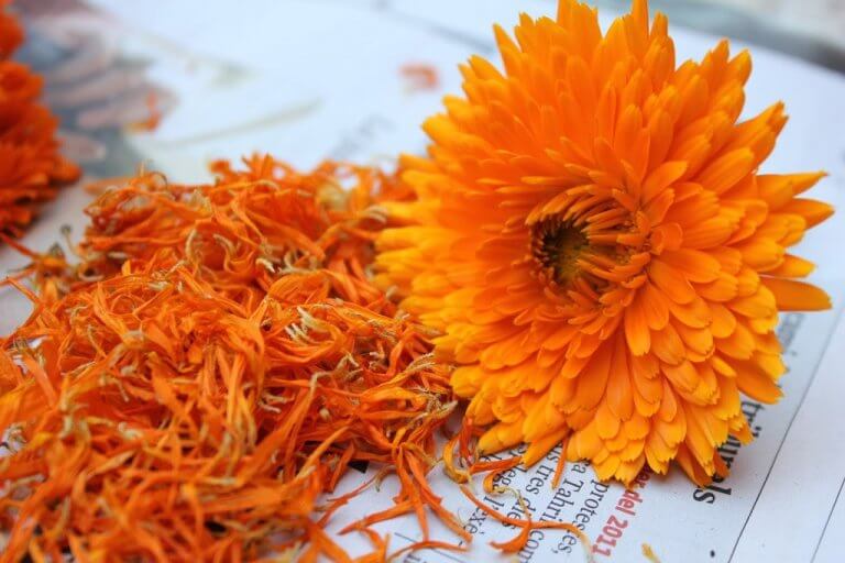 Marigold