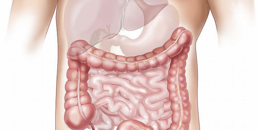 Gut flora.