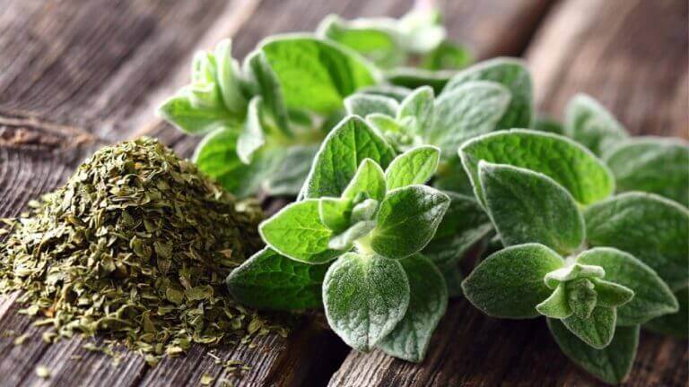 oregano