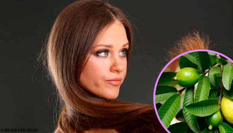 Read about Guava Leaves for Damaged Hair - Step to Health