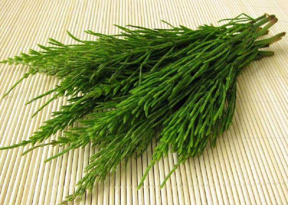 horsetail for urinary incontinence