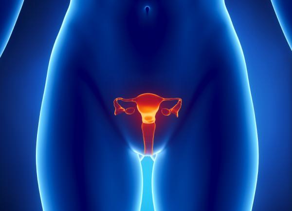 menstrual cycle