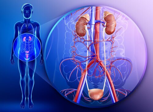 healthy kidneys