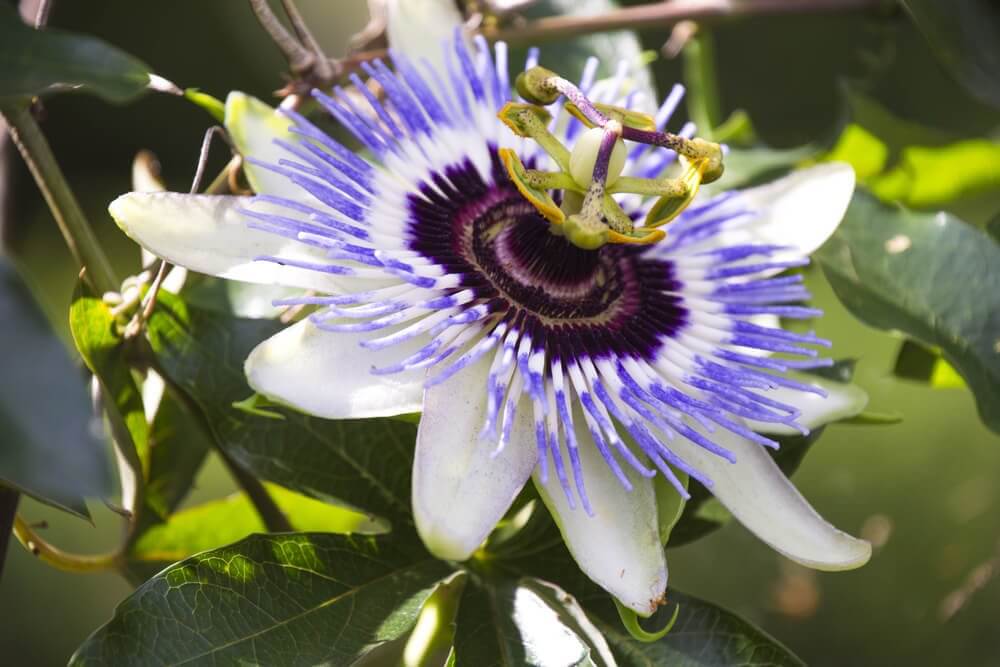 passionflora