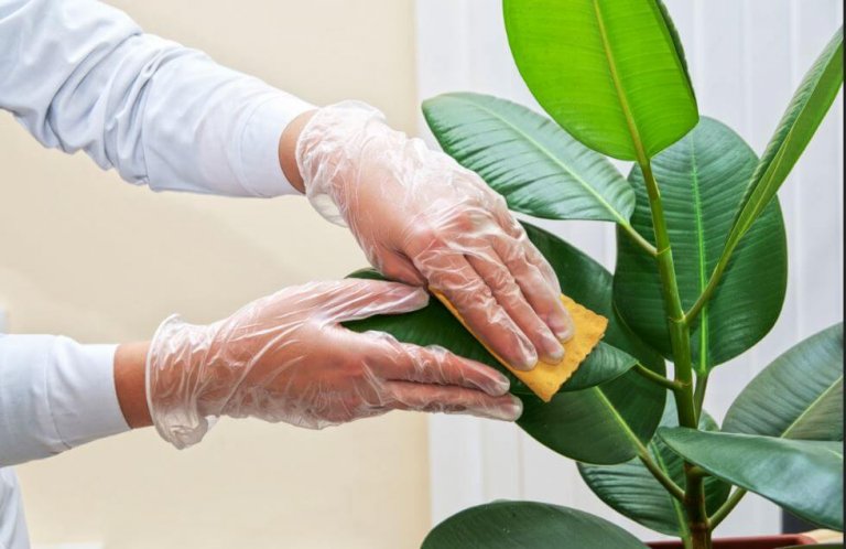How to Clean the Leaves of Houseplants