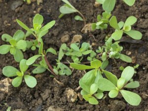Ten Properties of Purslane, a Medicinal Plant