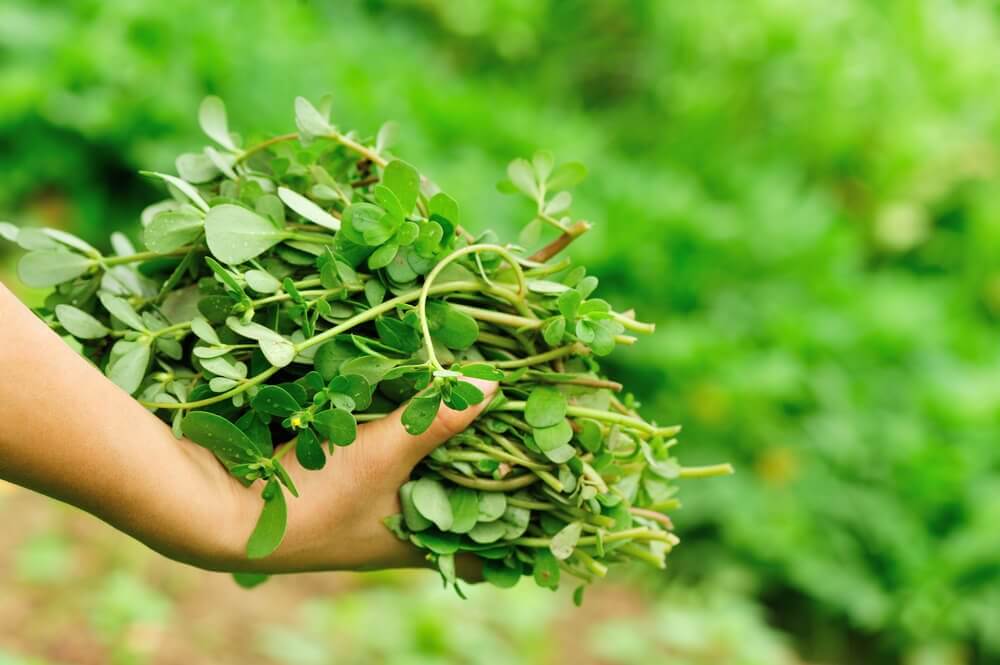 Some purslane in the ground.