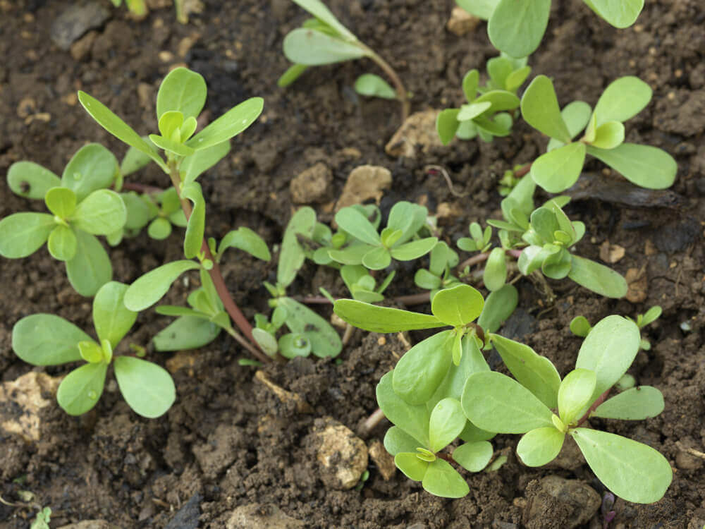 Purslane: 10 Properties of This Medicinal Plant