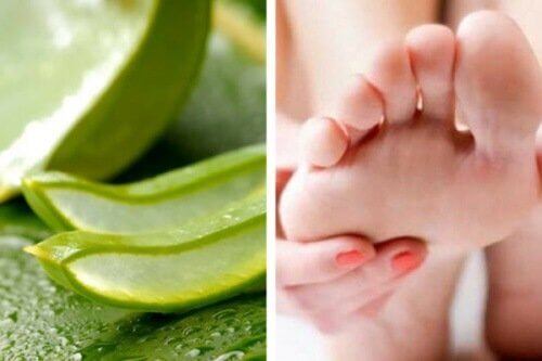 Aloe vera and mint