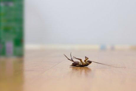 Four Tricks to Keep Cockroaches Away Without Using Insecticides