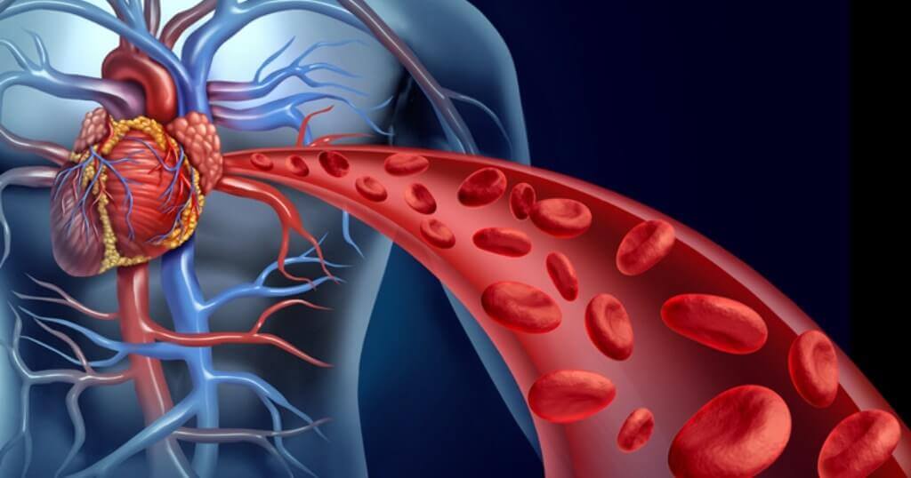Blood Circulation