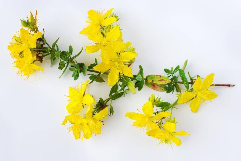 6 Benefits of St. John's Wort