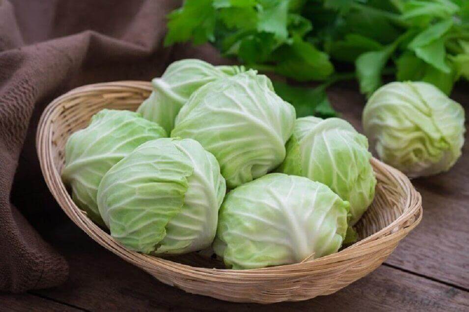 cabbage