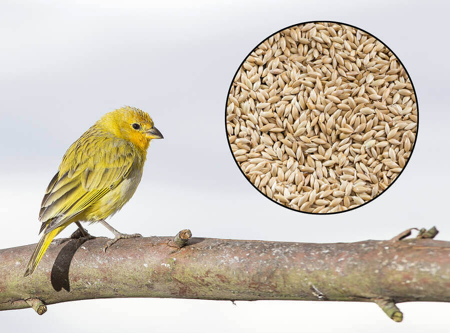 A canary and some canary seed.