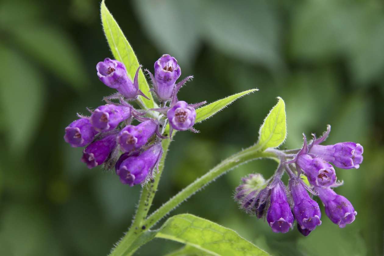 A comfrey plant