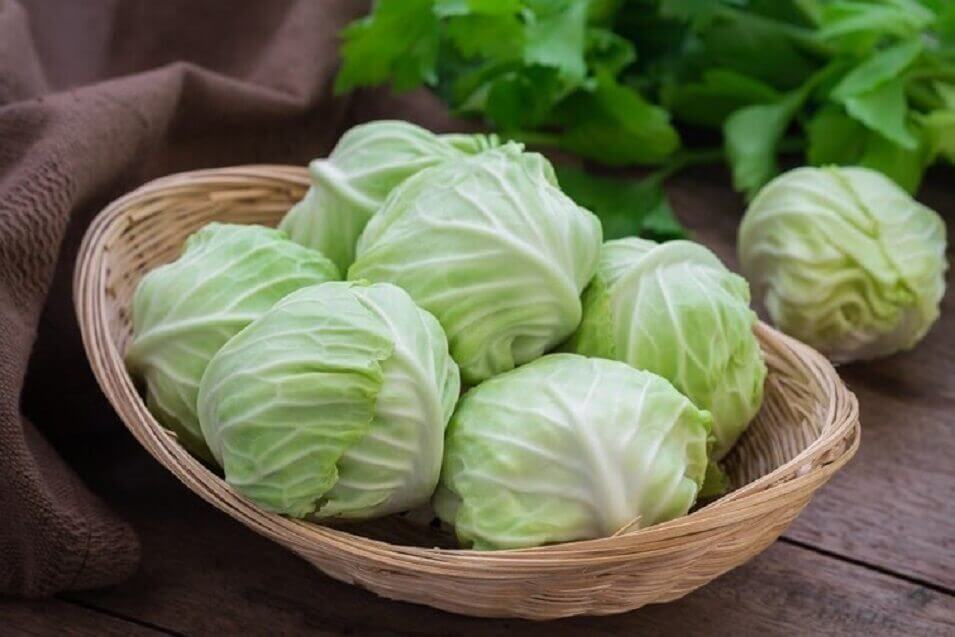 Cabbage