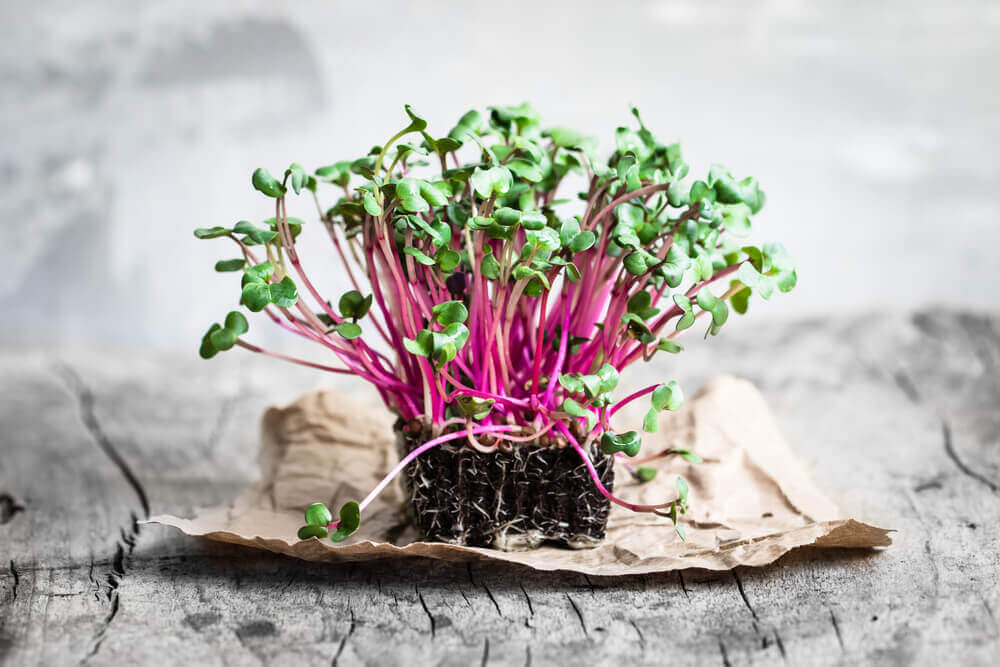 Cruciferous Vegetables