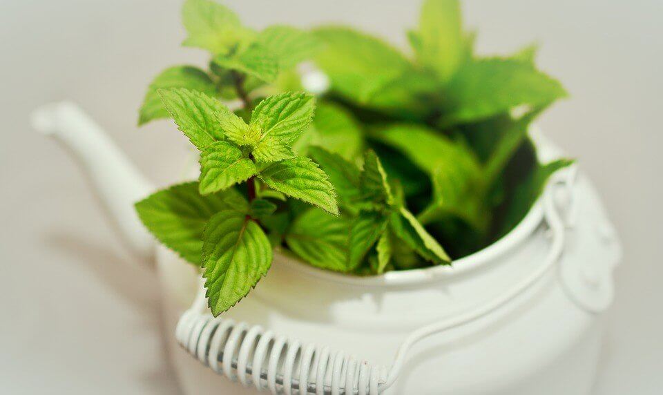 mint for vomiting.