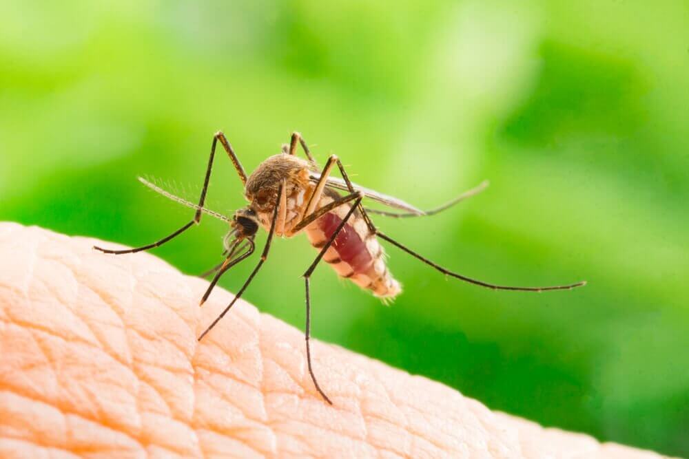 avoid mosquito bites