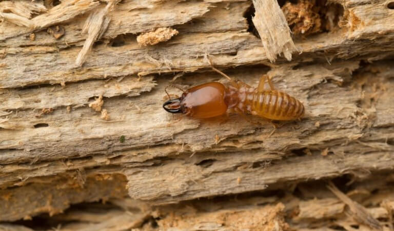 Een termiet op hout