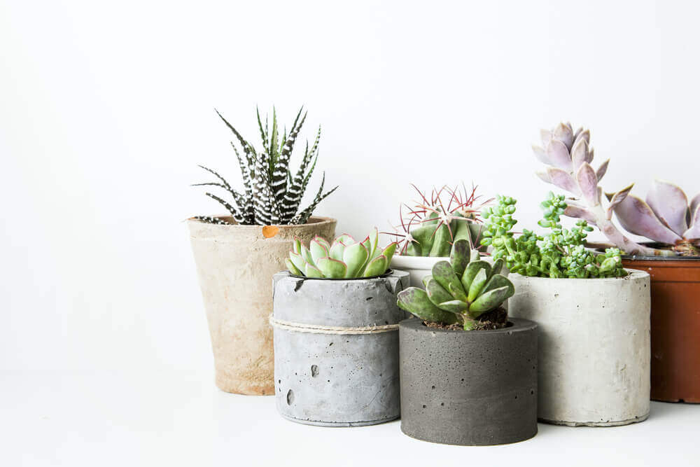 Cacti