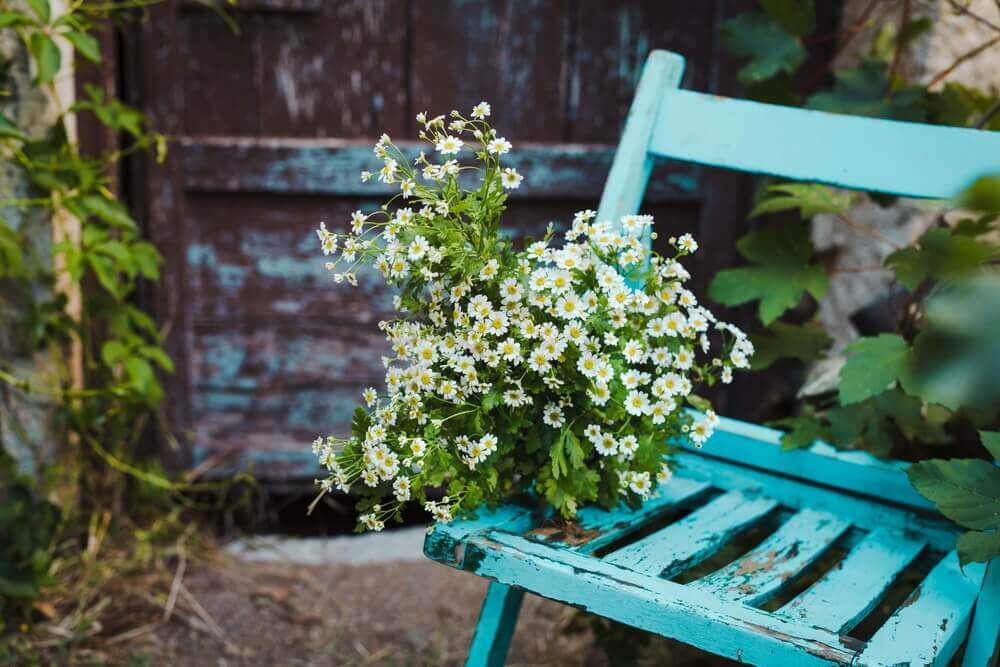 A flower an old chair