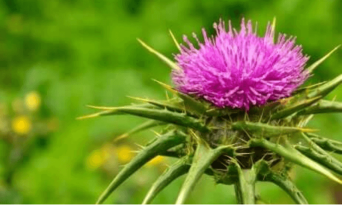 A milk thistle to help treat your fatty liver.