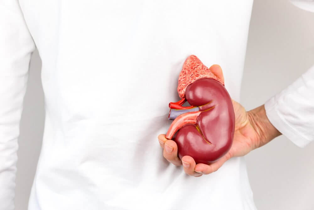 A doctor holding a model kidney in position