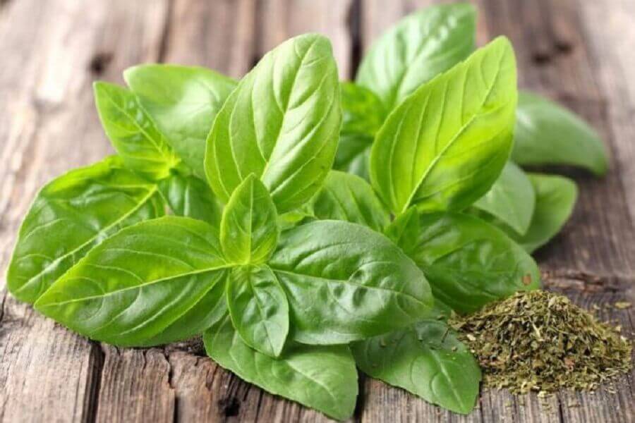 Basil