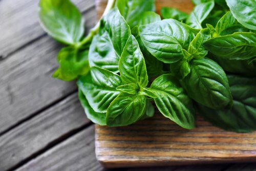 Basil in a wooden pot