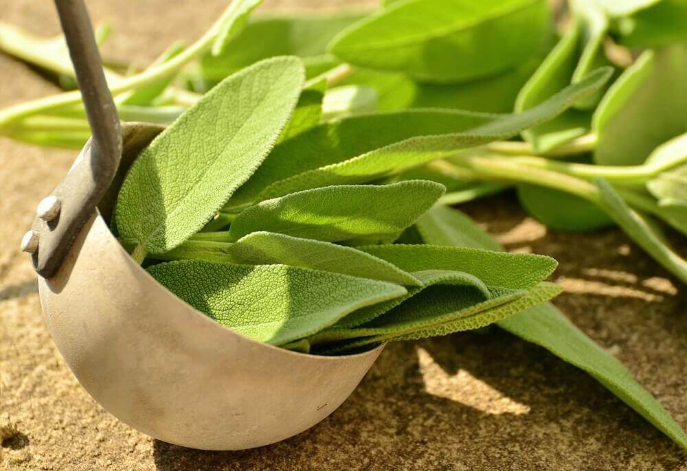 Some sage which is a remedy for smelly feet.