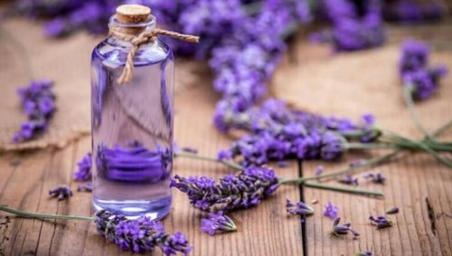 lavender