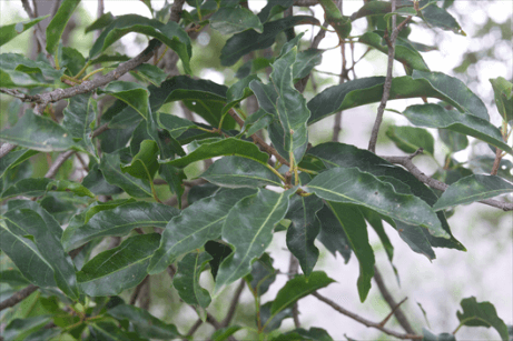 pygeum