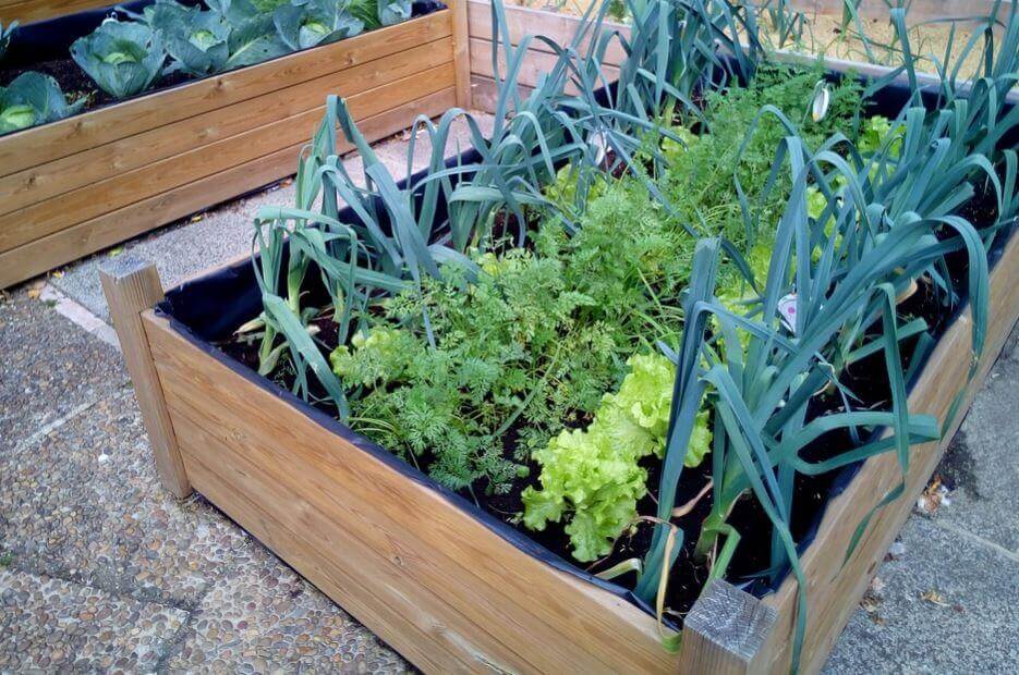 Four Designs for Home Vegetable Gardens - Step To Health