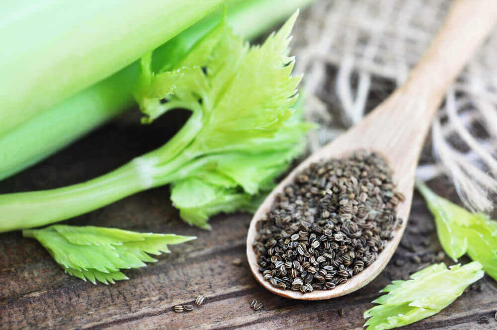 Celery Seeds: A Natural Tea for High Blood Pressure