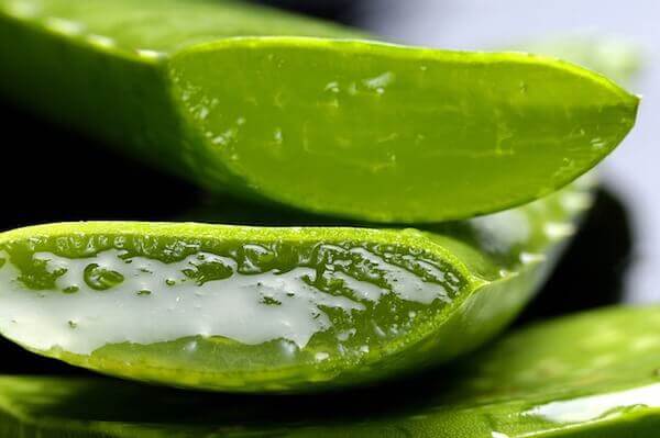 Aloe Vera Blätter, die zur Herstellung eines Mittels gegen psoriatische Nägel verwendet werden können "width =" 500 "height =" 333
