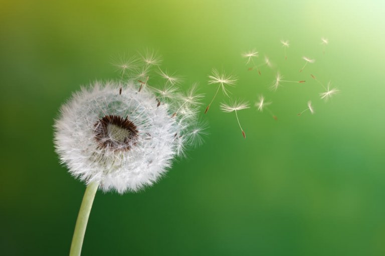 Learn All About the Benefits of Dandelion