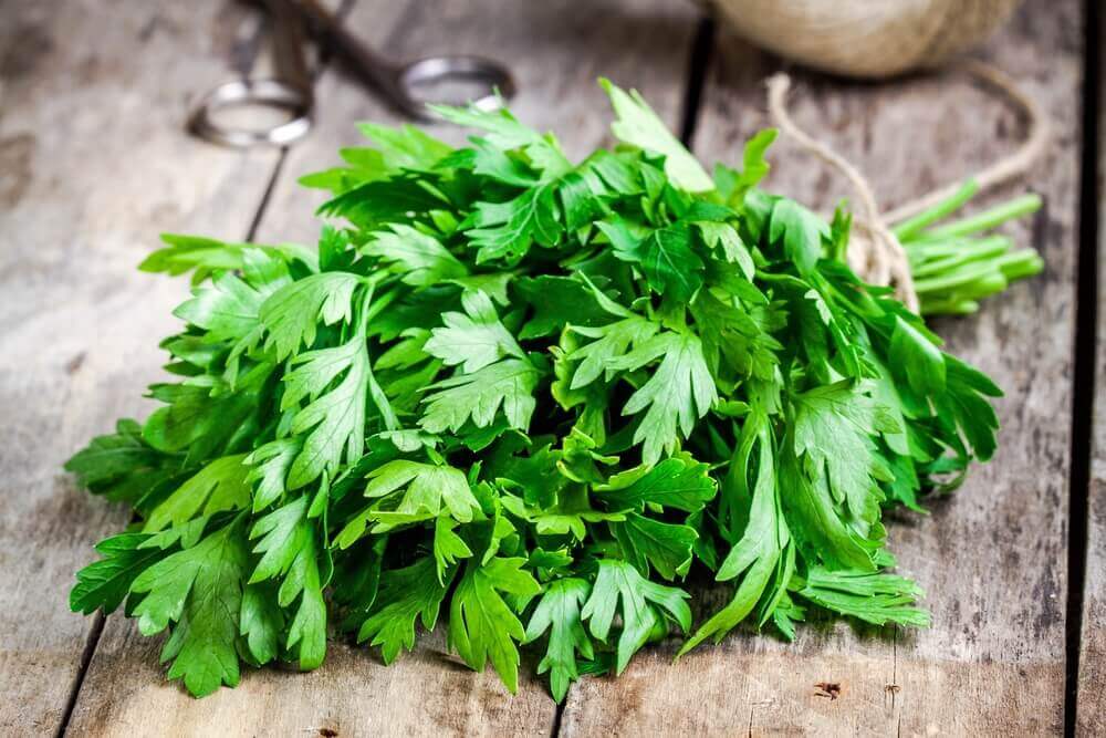 A bunch of fresh coriander