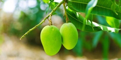 Mangos auf einem Baum zur Stabilisierung des Blutzuckerspiegels "width =" 500 "height =" 250 "/></figure><h2>5. Apfelessig</h2><p>Apfelessig hilft, <strong>den Körper zu reinigen und zu regenerieren.</strong></p><p>Es enthält die Vitamine A und B, Enzyme, Kalzium, Kalium, Eisen und andere Mineralien, die für Ihren Körper gut sind. Die Einnahme von zwei Esslöffeln <a href=